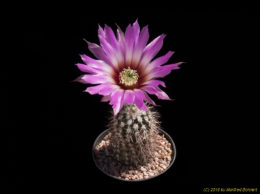 Echinocereus chisoensis 1956